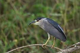 Black-crowned Night Heron