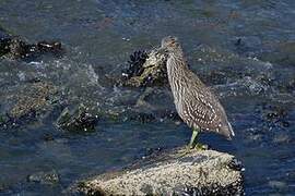 Black-crowned Night Heron