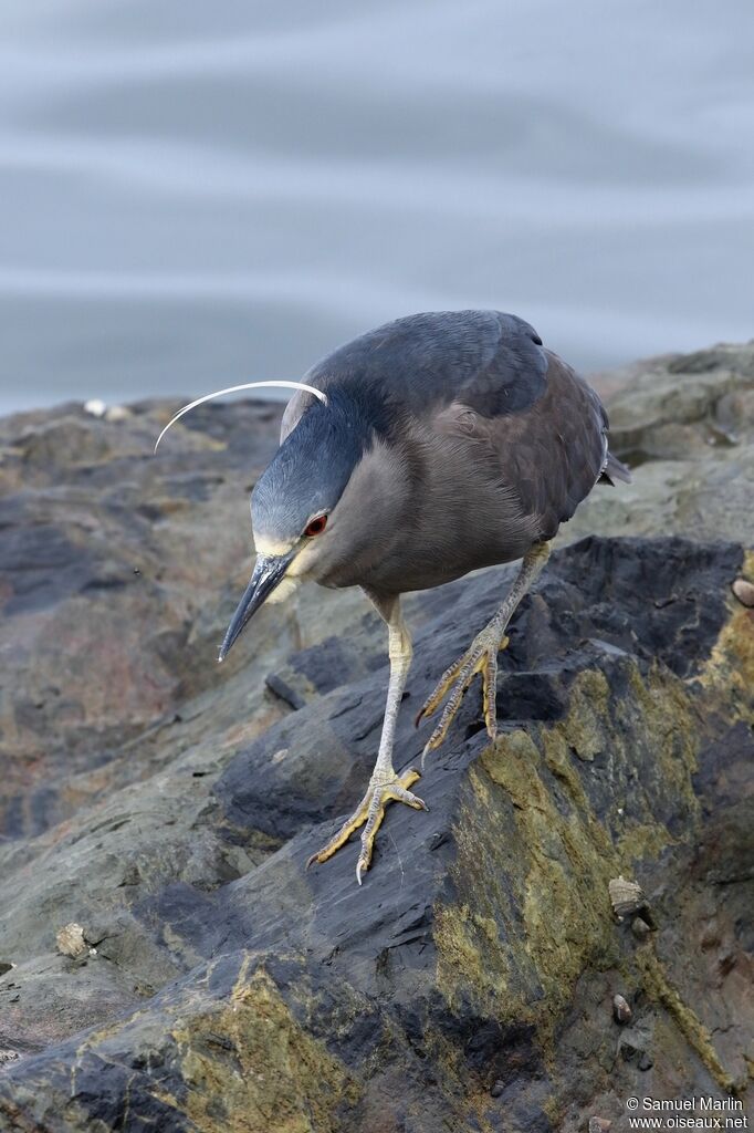 Black-crowned Night Heron male adult