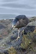 Black-crowned Night Heron