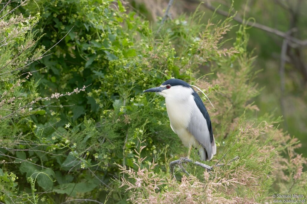 Black-crowned Night Heron male adult