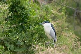 Black-crowned Night Heron