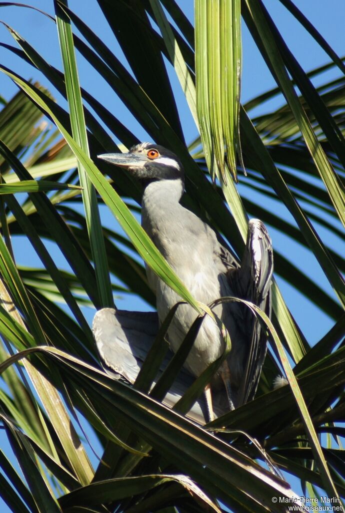 Yellow-crowned Night Heron male adult