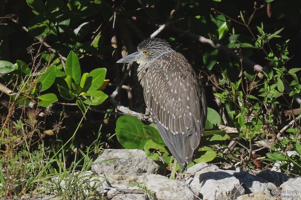 Yellow-crowned Night Heronjuvenile