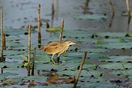 Yellow Bittern