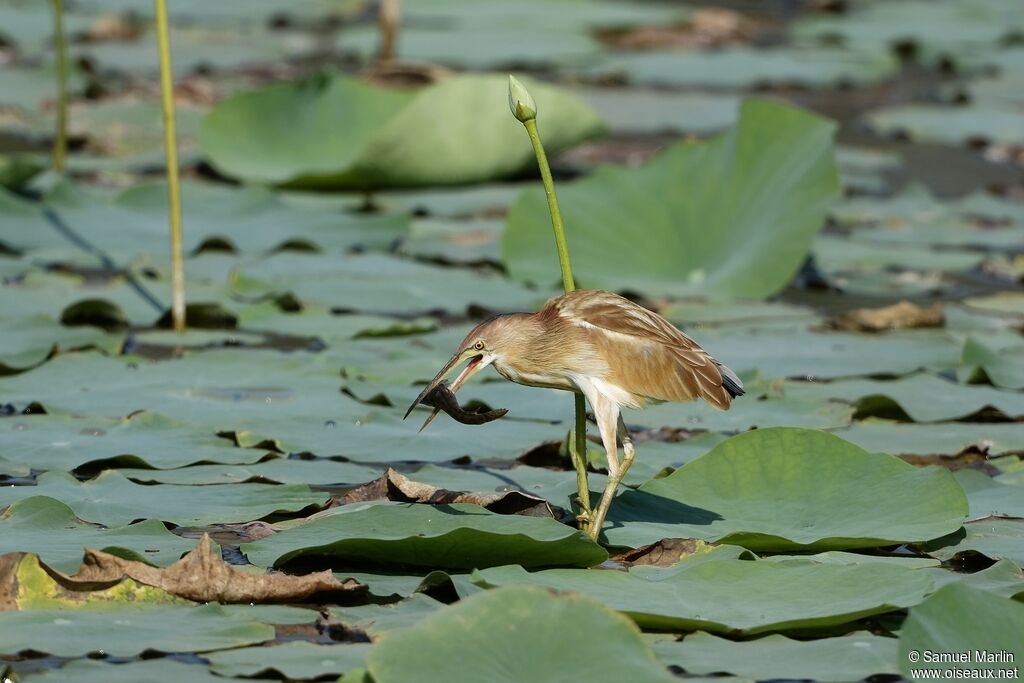 Yellow Bitternadult, fishing/hunting