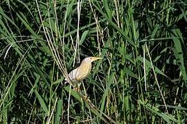 Little Bittern