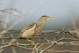 Little Bittern