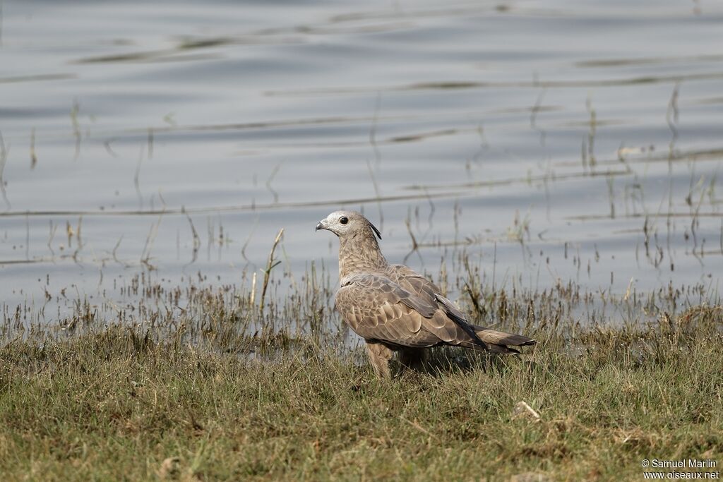 Crested Honey Buzzard male adult