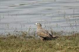 Crested Honey Buzzard