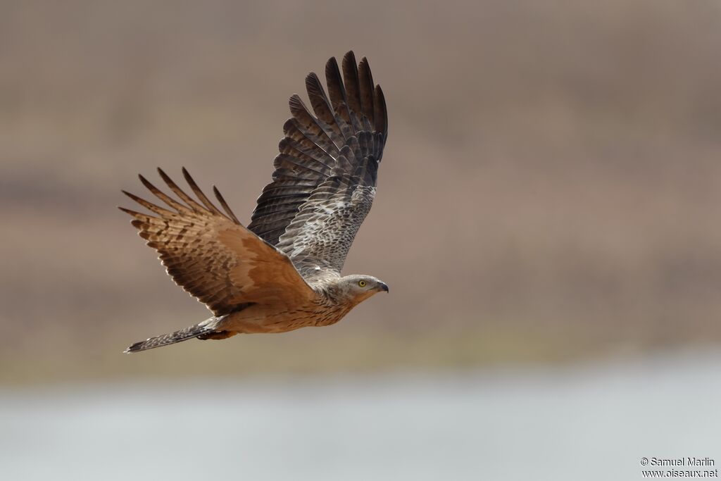 Crested Honey Buzzardadult, Flight