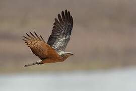 Crested Honey Buzzard