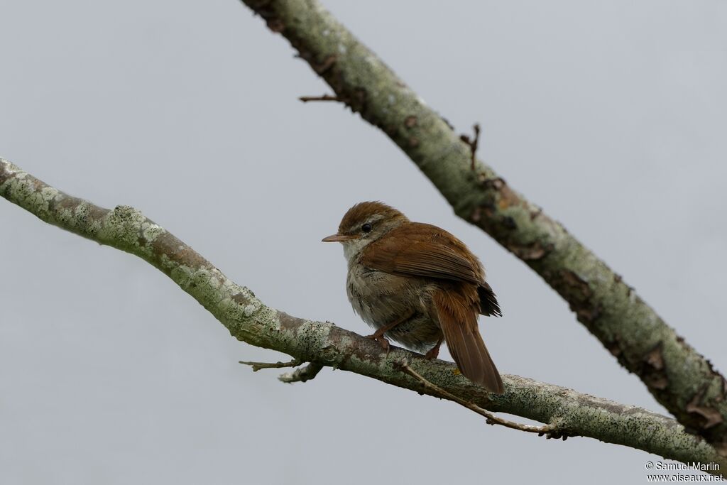 Cetti's Warbleradult