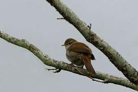 Cetti's Warbler