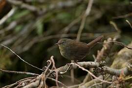 Sri Lanka Bush Warbler