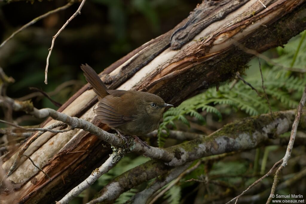 Sri Lanka Bush Warbleradult