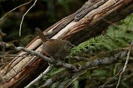 Sri Lanka Bush Warbler