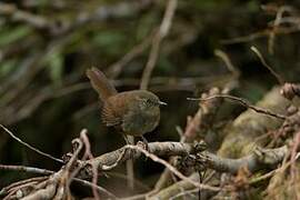 Sri Lanka Bush Warbler