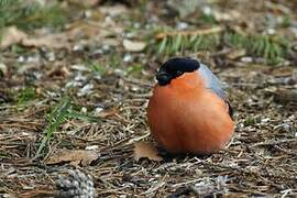 Eurasian Bullfinch