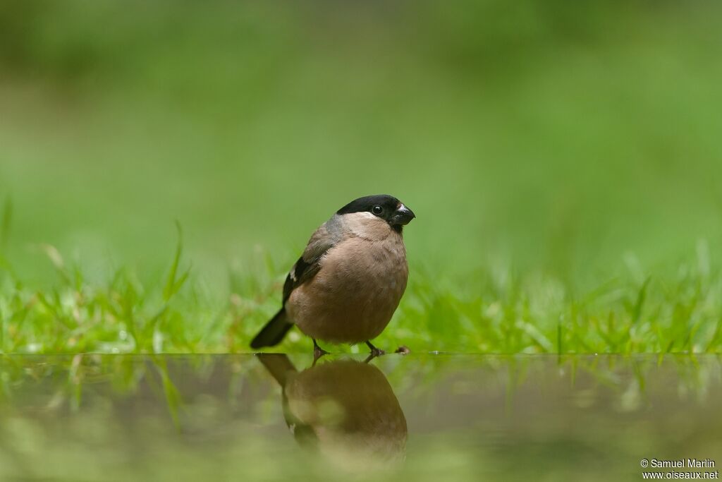 Eurasian Bullfinch female adult