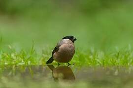 Eurasian Bullfinch