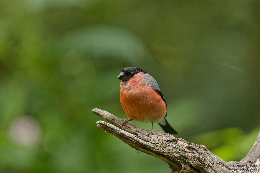 Eurasian Bullfinch male adult