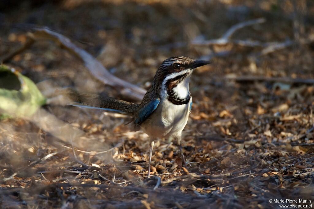 Long-tailed Ground Rolleradult