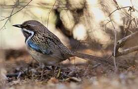 Long-tailed Ground Roller