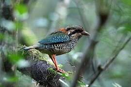 Scaly Ground Roller