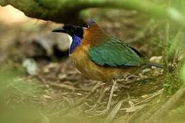 Pitta-like Ground Roller