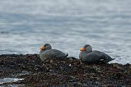 Fuegian Steamer Duck