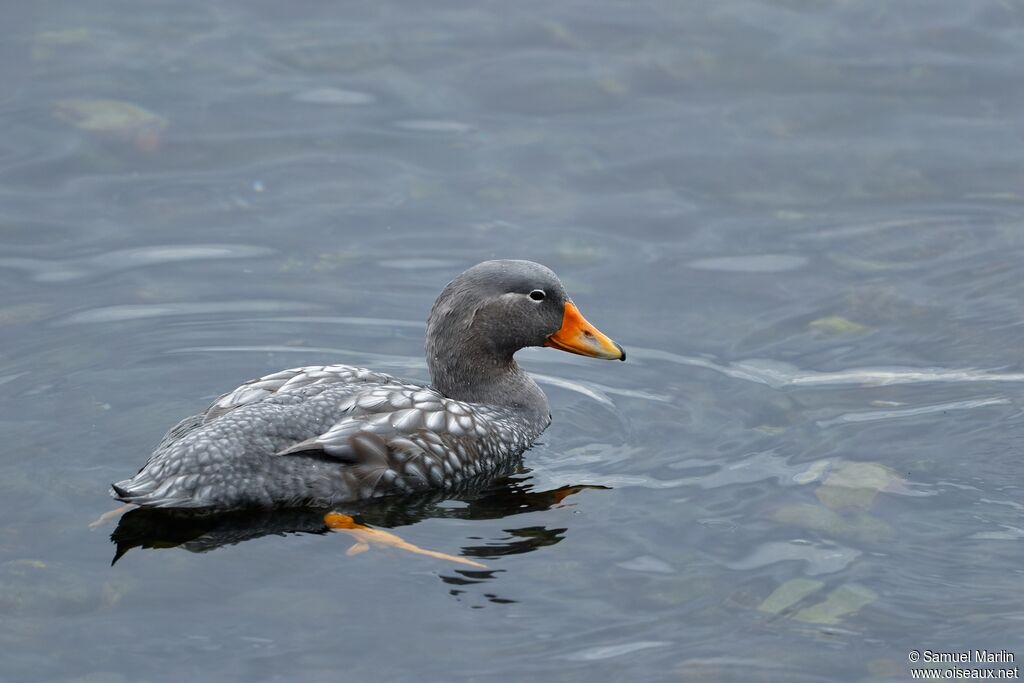 Fuegian Steamer Duckadult