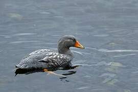 Fuegian Steamer Duck