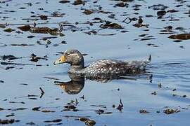 Flying Steamer Duck