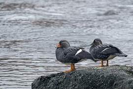 Flying Steamer Duck