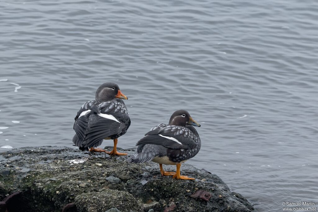 Brassemer de Patagonieadulte