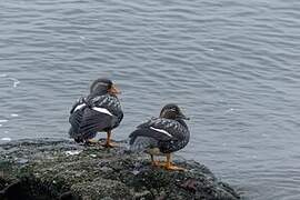 Flying Steamer Duck