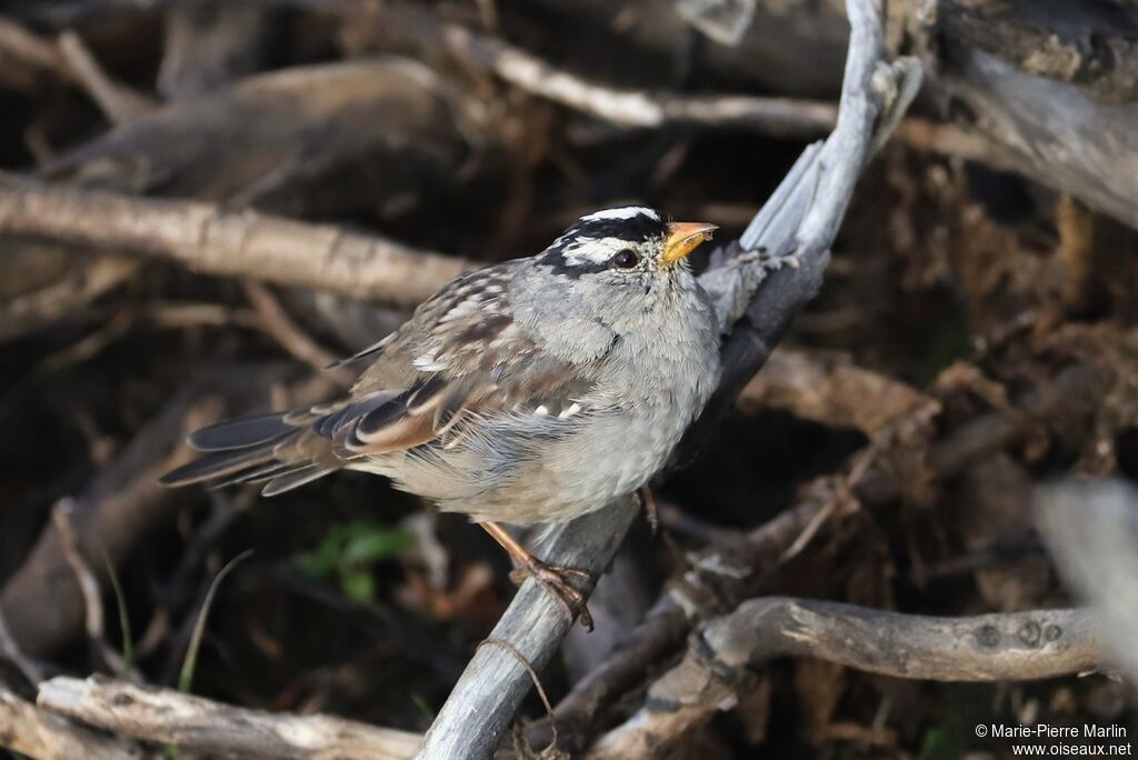 Bruant à couronne blancheadulte