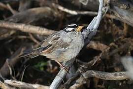 White-crowned Sparrow