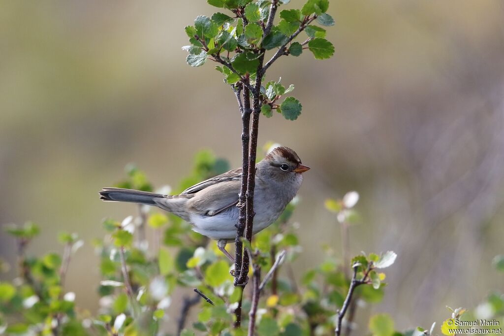 Bruant à couronne blanchejuvénile