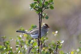 Bruant à couronne blanche