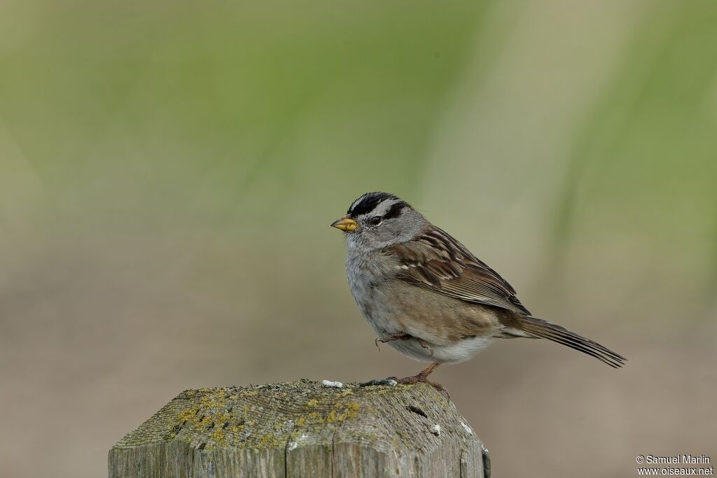 White-crowned Sparrow male adult