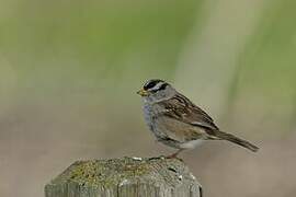 White-crowned Sparrow