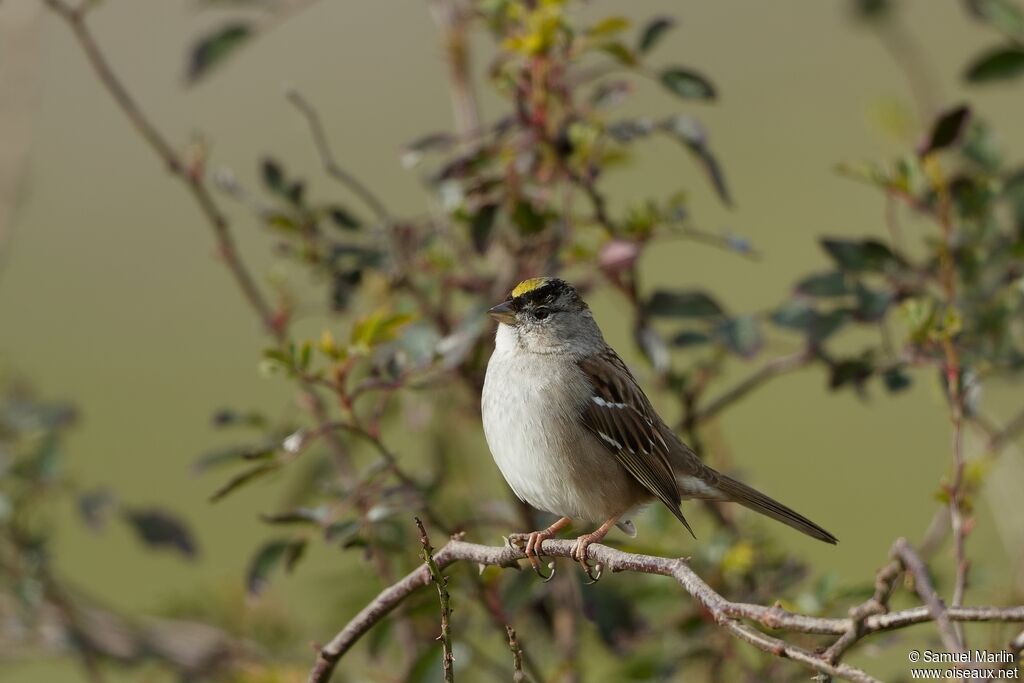 Bruant à couronne doréeadulte