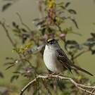 Bruant à couronne dorée