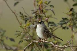 Golden-crowned Sparrow