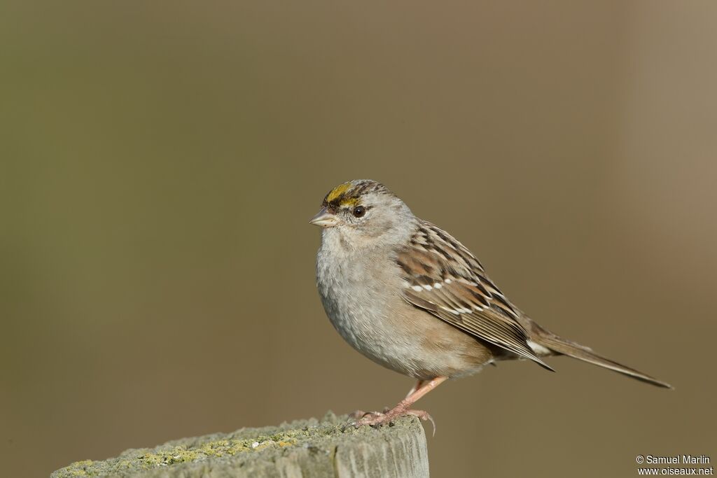 Bruant à couronne doréeadulte