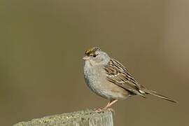 Golden-crowned Sparrow