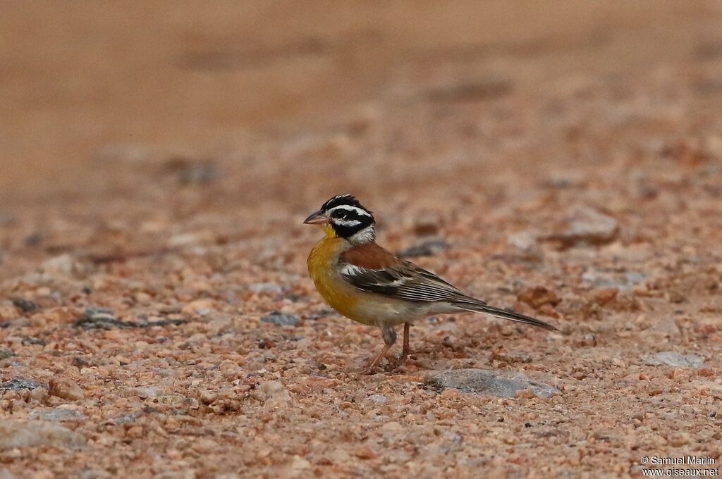 Bruant à poitrine doréeadulte