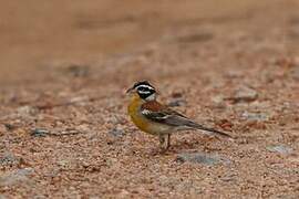 Bruant à poitrine dorée